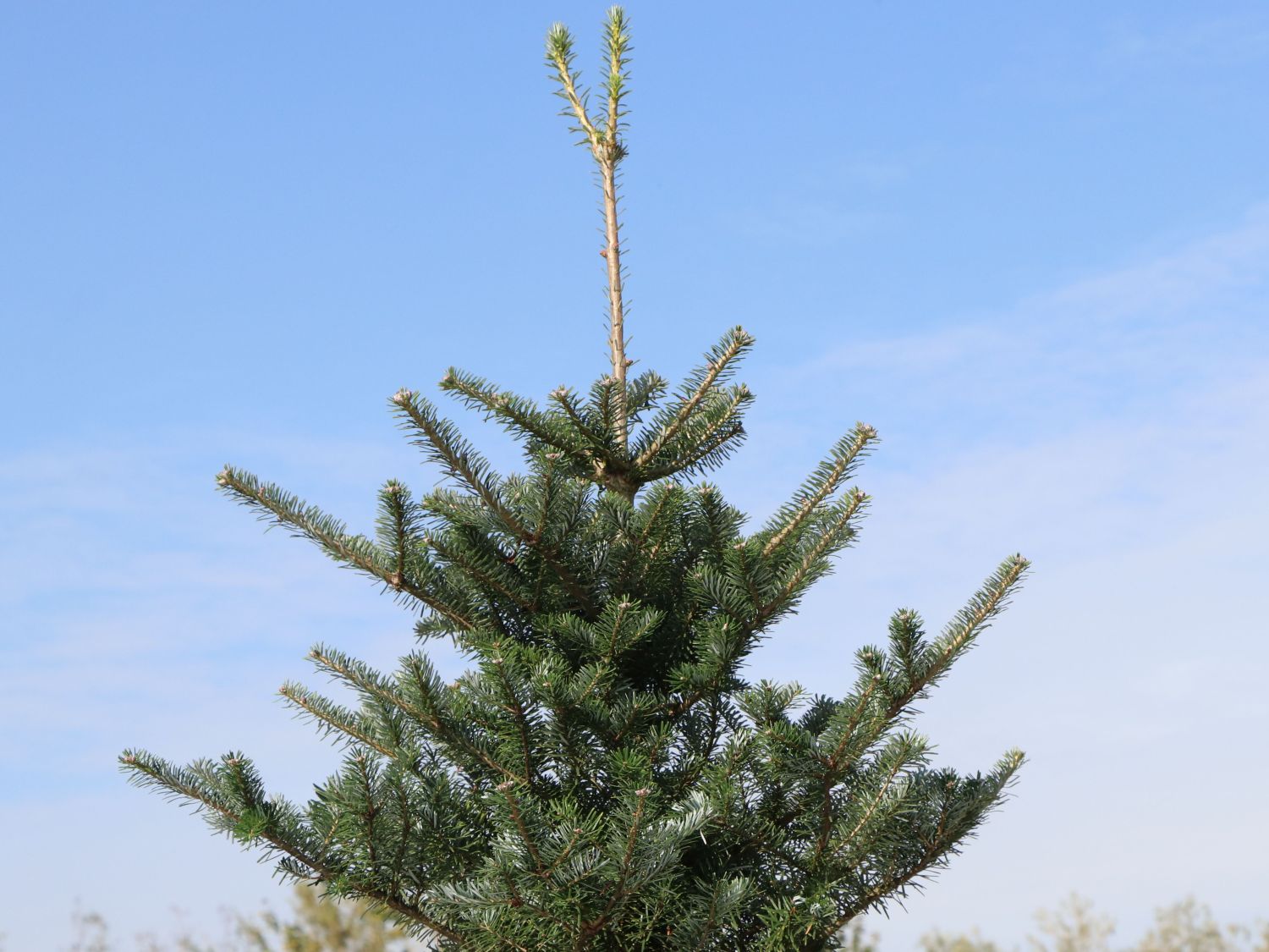 Korea-Tanne - Abies koreana (Sämling)
