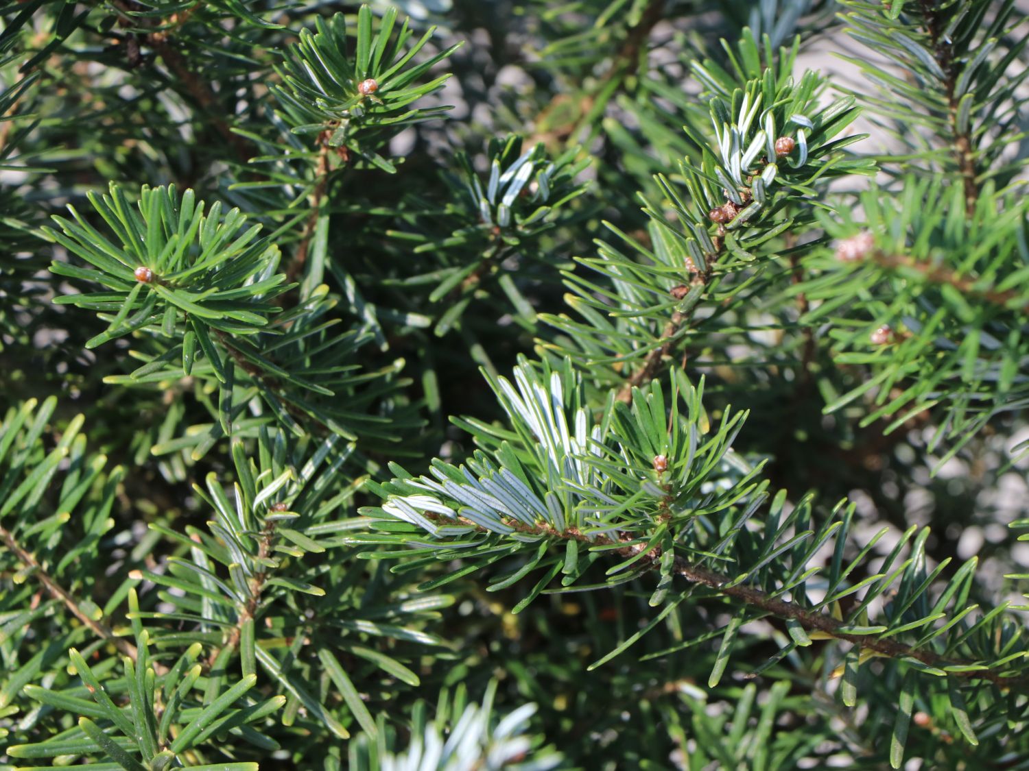 Korea-Tanne - Abies koreana (Sämling)