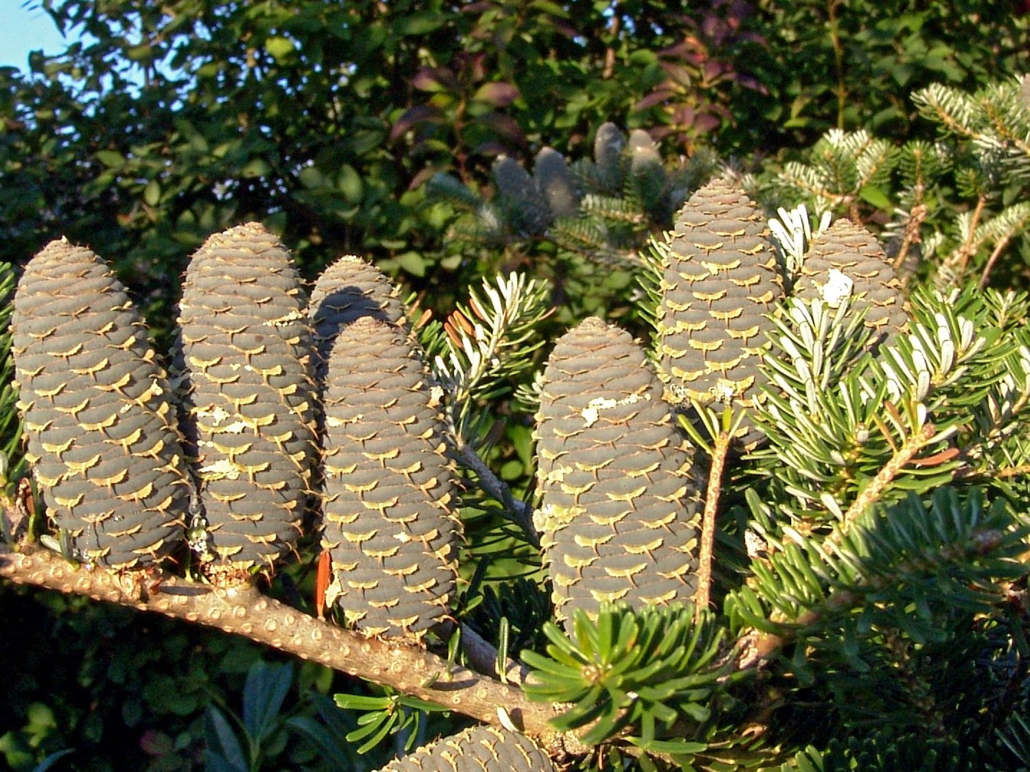 Korea-Tanne - Abies koreana (Sämling)