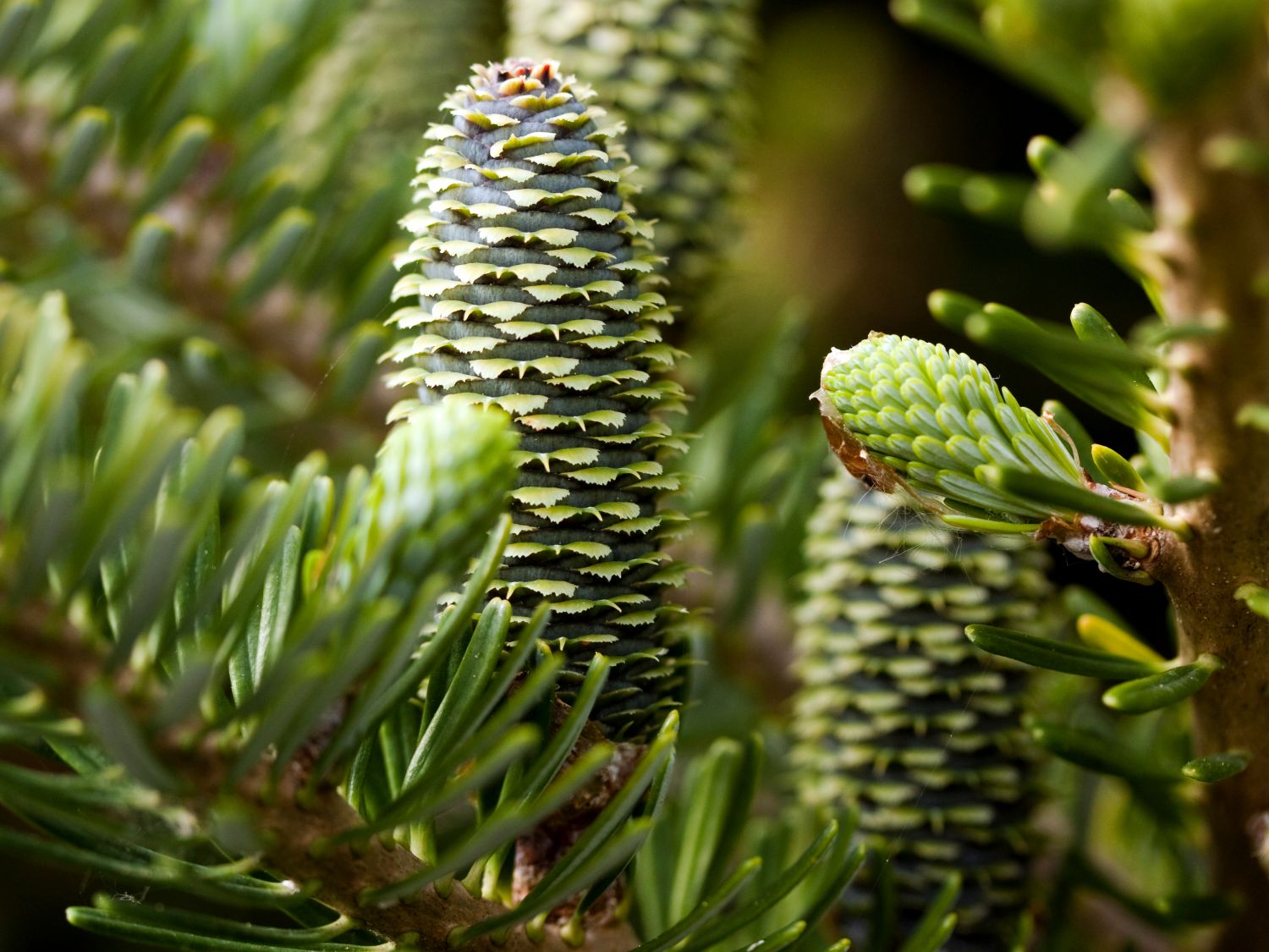 Korea-Tanne - Abies koreana (Sämling)