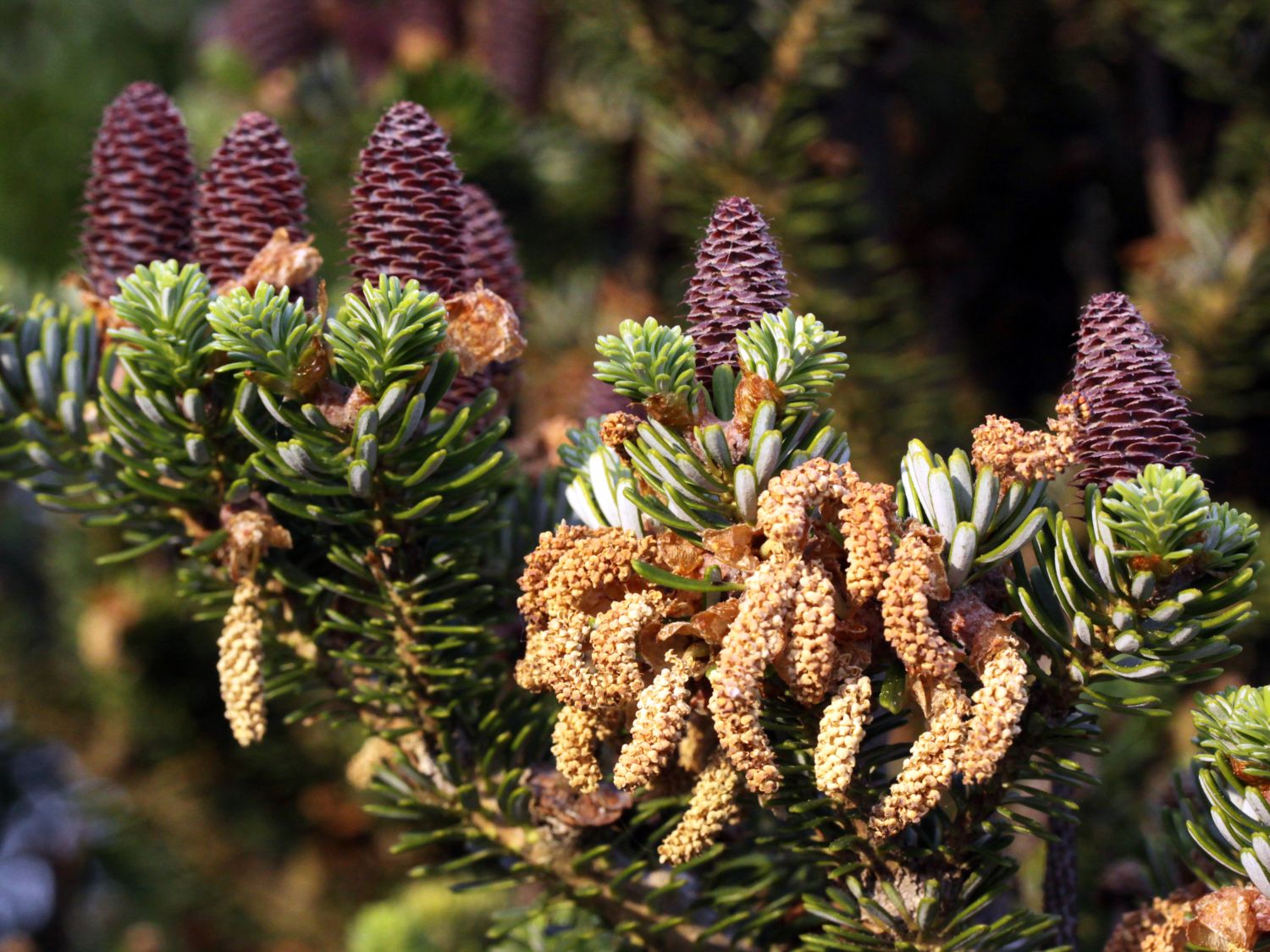 Korea-Tanne - Abies koreana (Sämling)