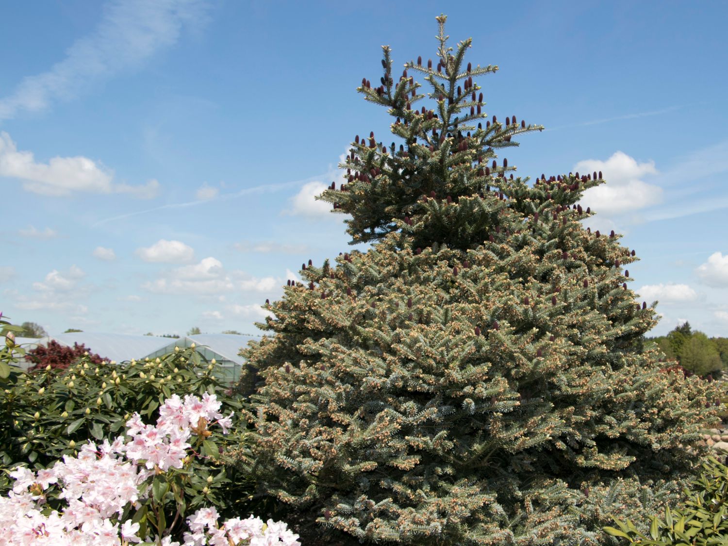 Korea-Tanne - Abies koreana (Sämling)