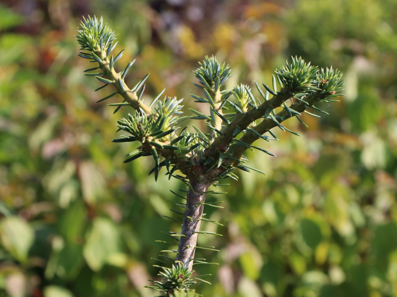 Korea-Tanne - Abies koreana (Sämling)