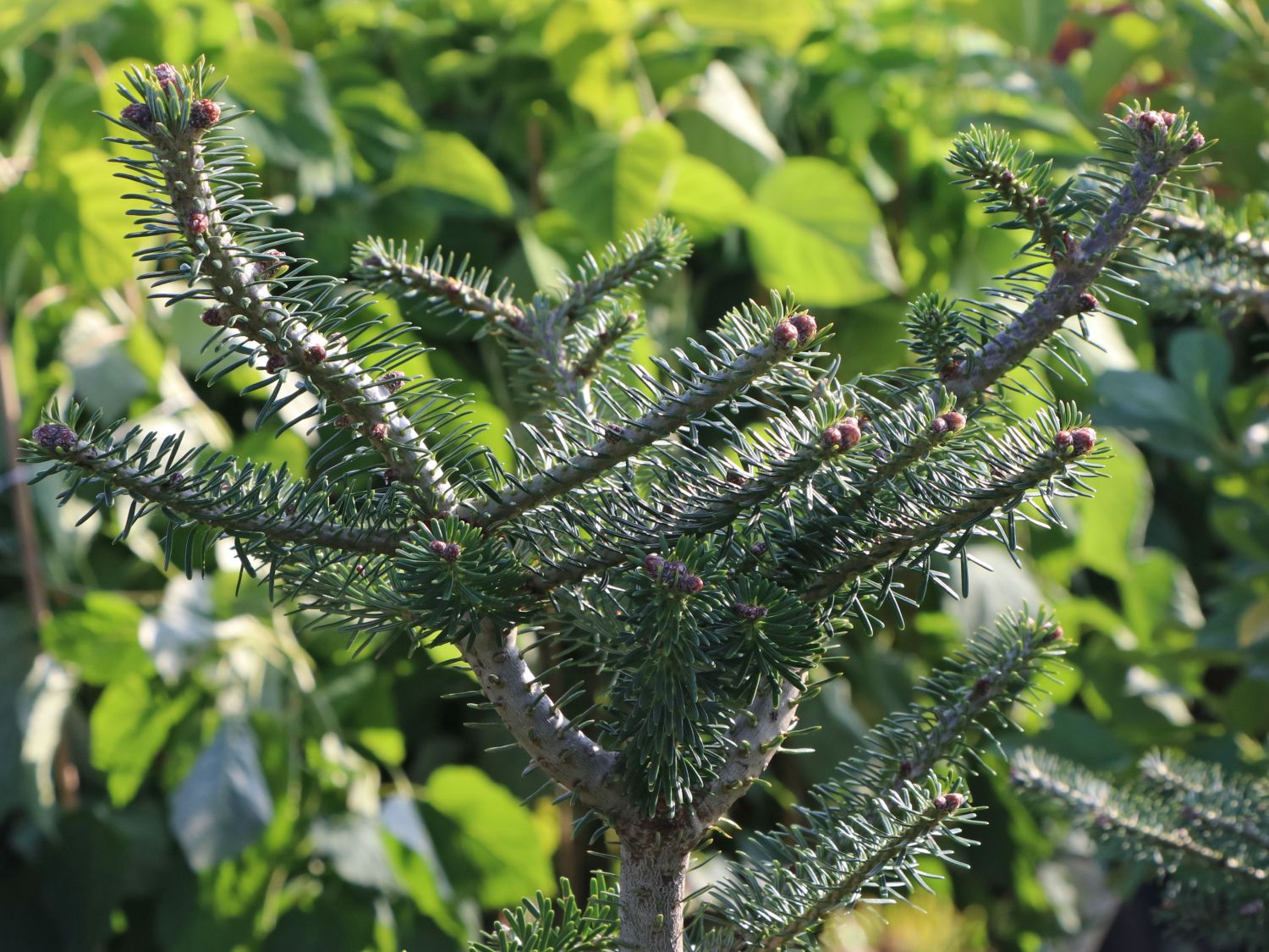 Korea-Tanne - Abies koreana (Sämling)