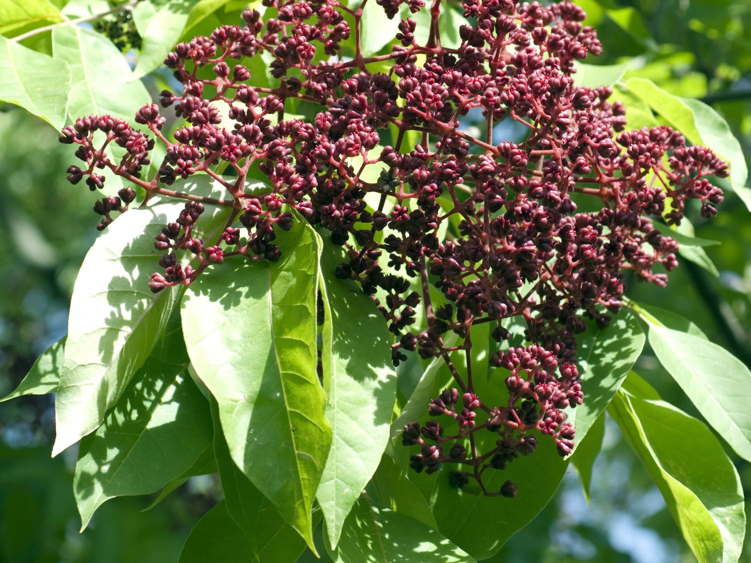 Stinkeschen (Tetradium)