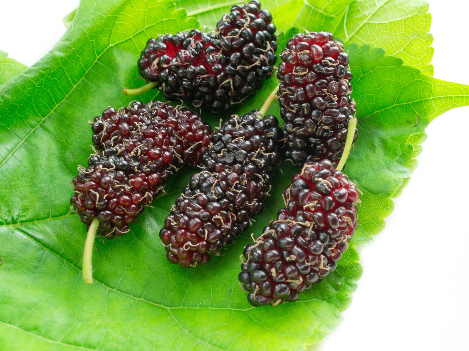 Koreanische Zwerg-Maulbeere 'Mulle' - Morus accidosa 'Mulle'