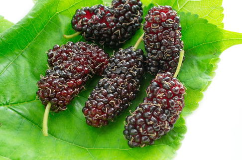 Koreanische Zwerg-Maulbeere 'Mulle' - Morus accidosa 'Mulle'