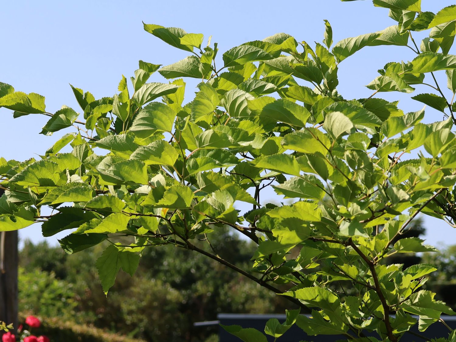 Koreanische ZwergMaulbeere 'Mulle' Morus accidosa 'Mulle