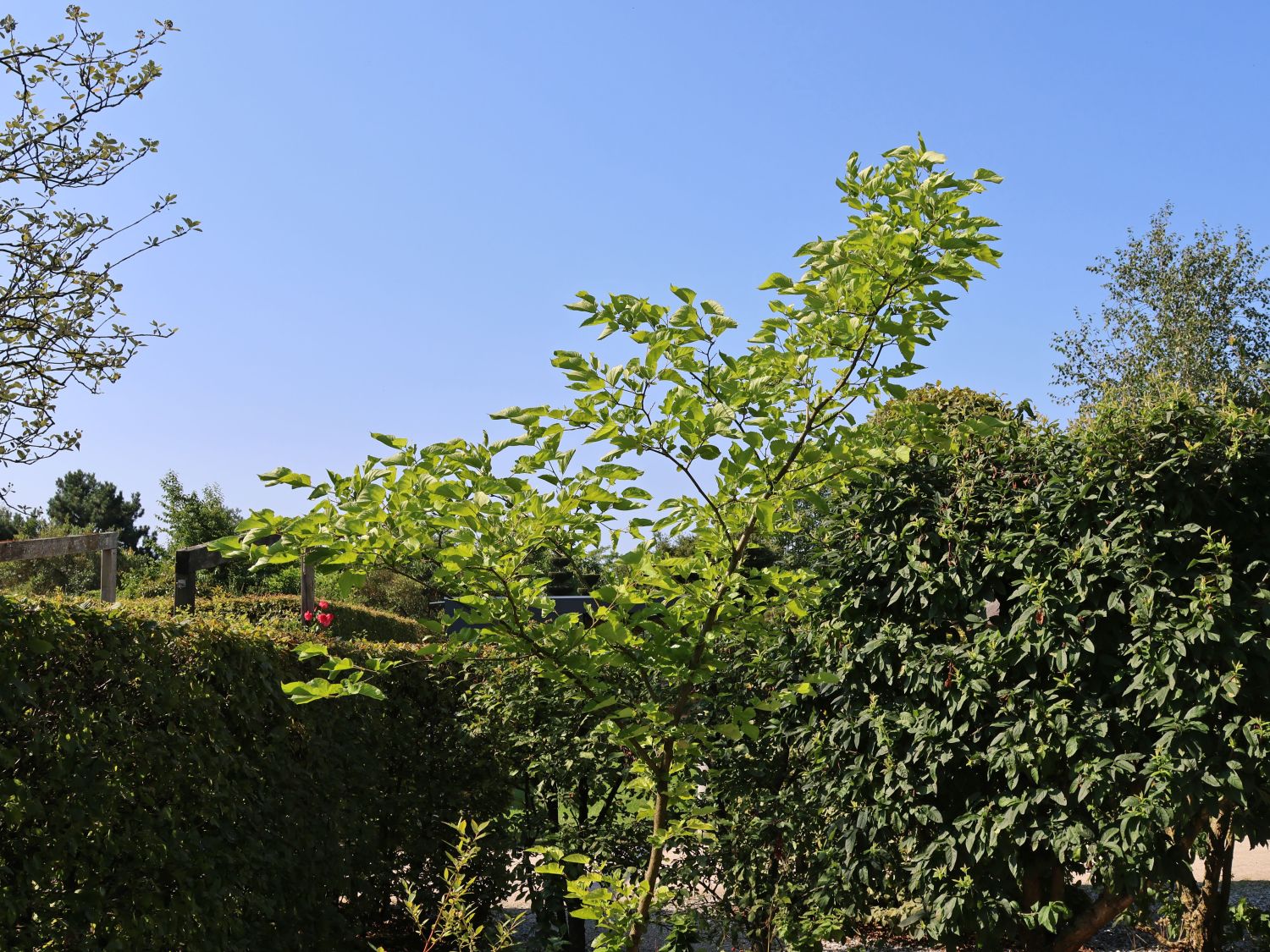 Koreanische Zwerg-Maulbeere 'Mulle' - Morus accidosa 'Mulle'