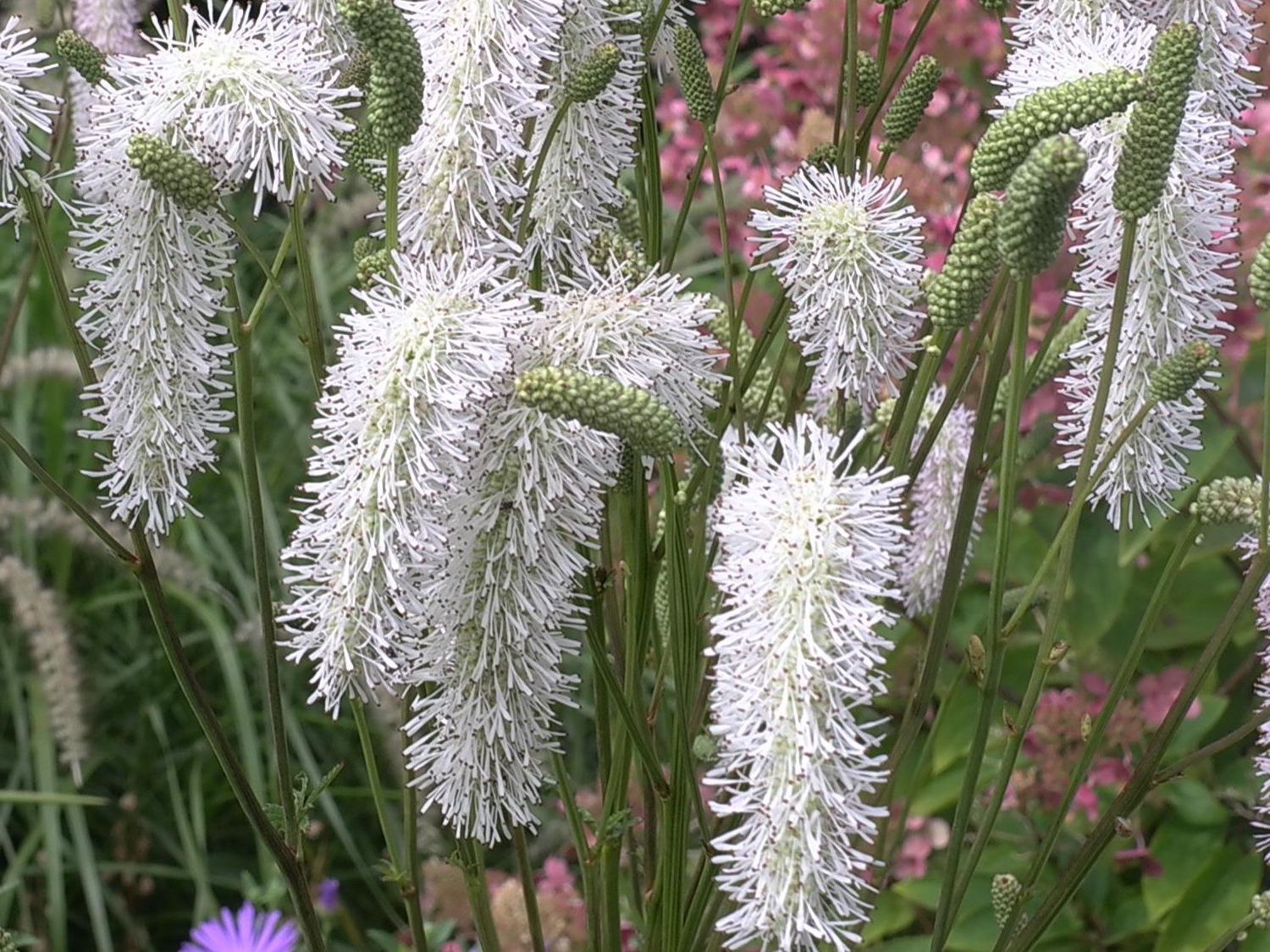 Koreanischer Bergknopf 'White Brushes'
