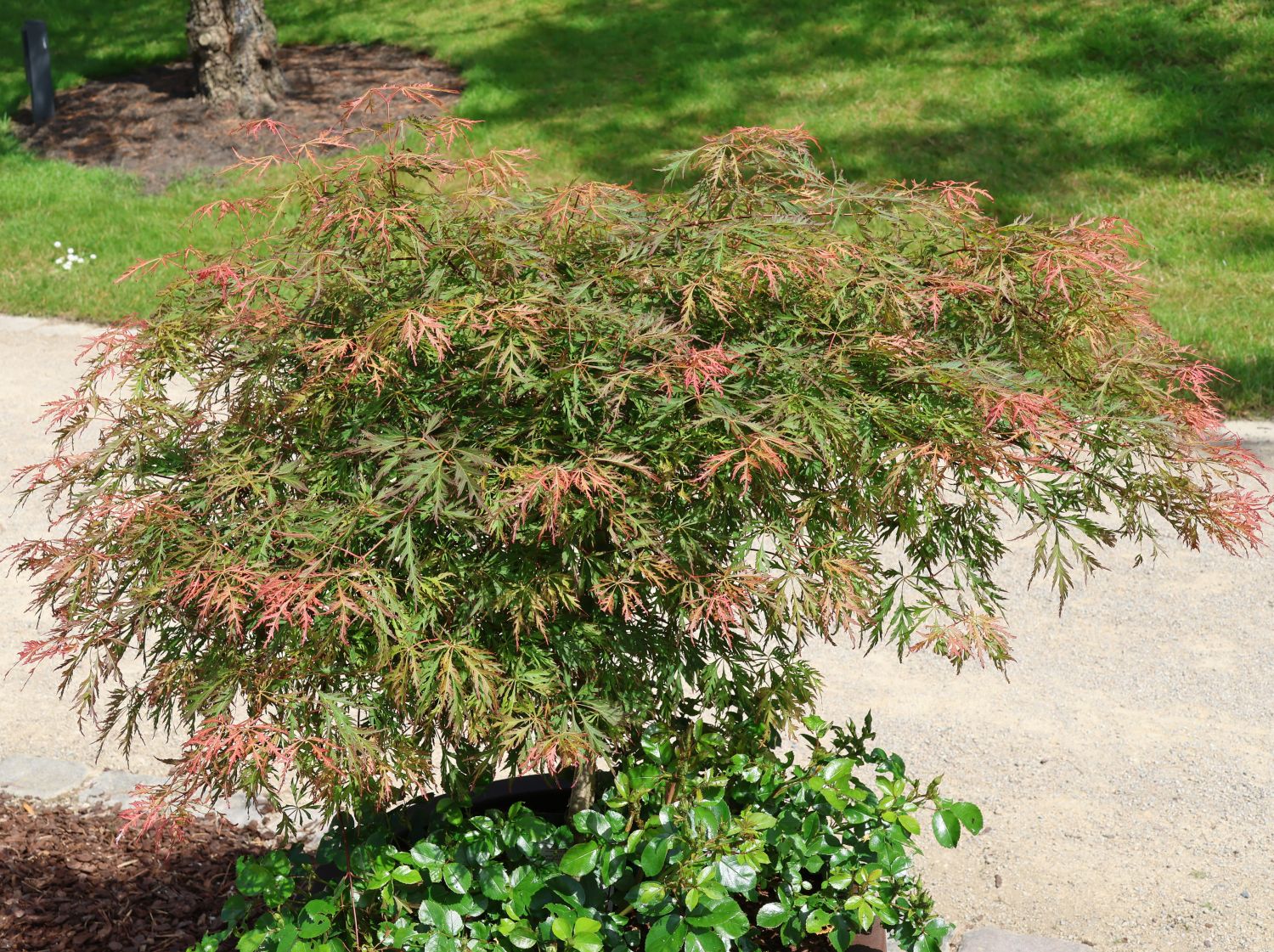 Koreanischer Fächerahorn 'Ice Dragon'