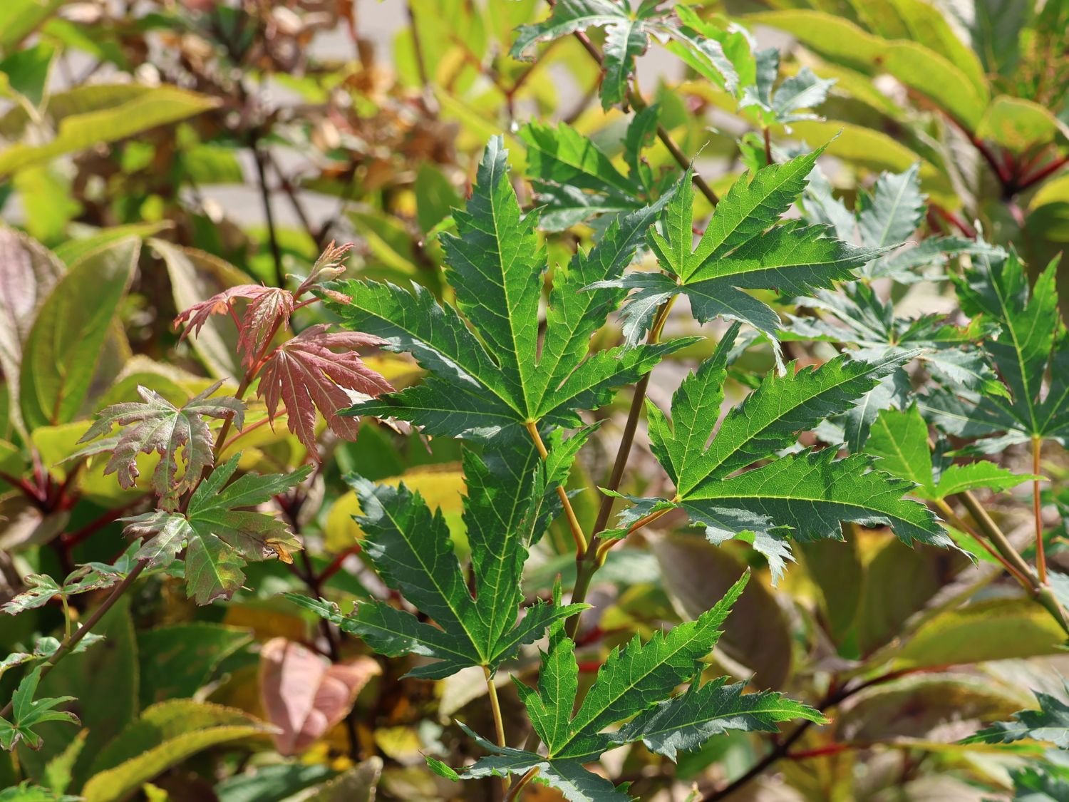 Koreanischer Fächerahorn 'North Wind'