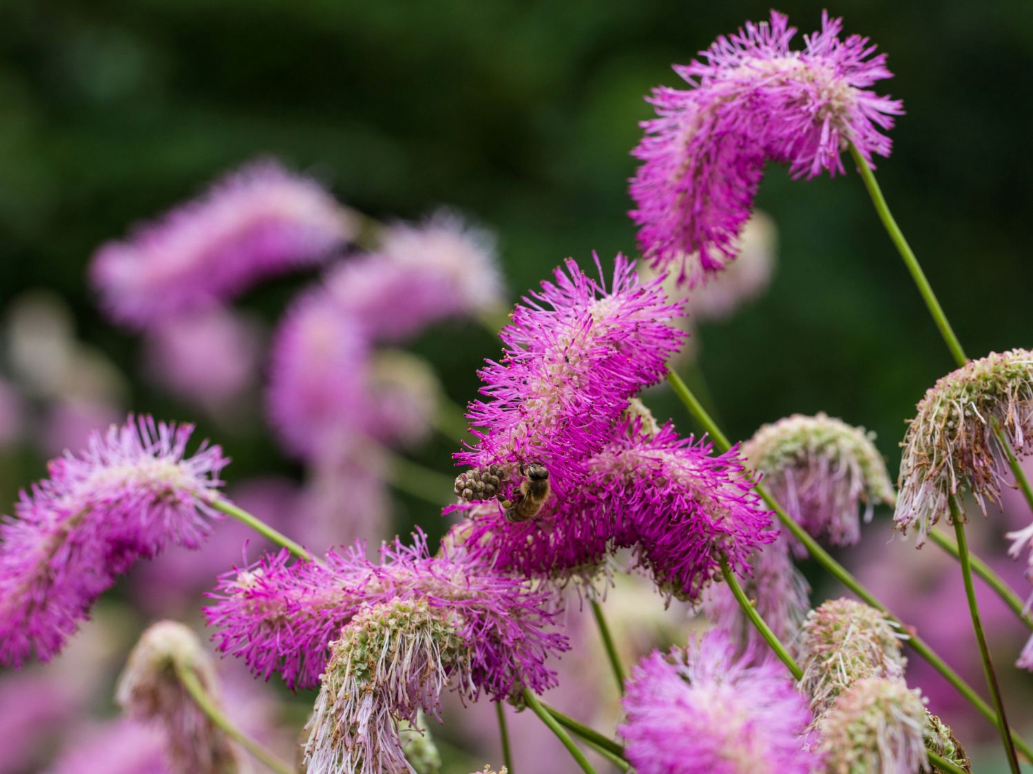 Koreanischer Wiesenknopf 'Pink Brushes'