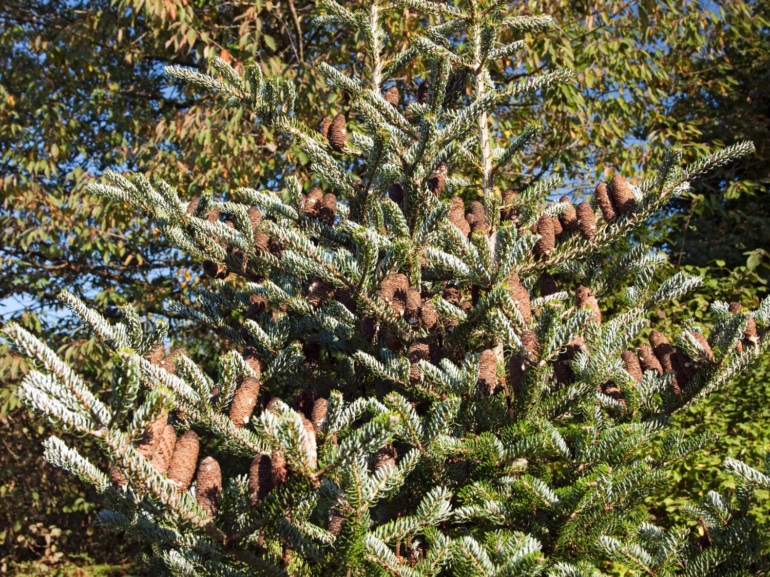 Tannen (Abies)