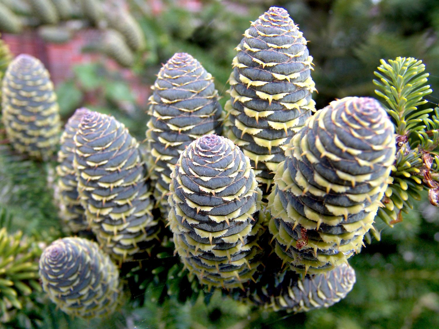 Koreatanne 'Veredelung' - Abies koreana 'Veredelung'