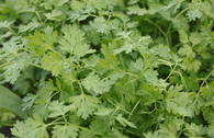 Koriander