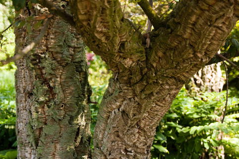 Korkeiche - Quercus suber