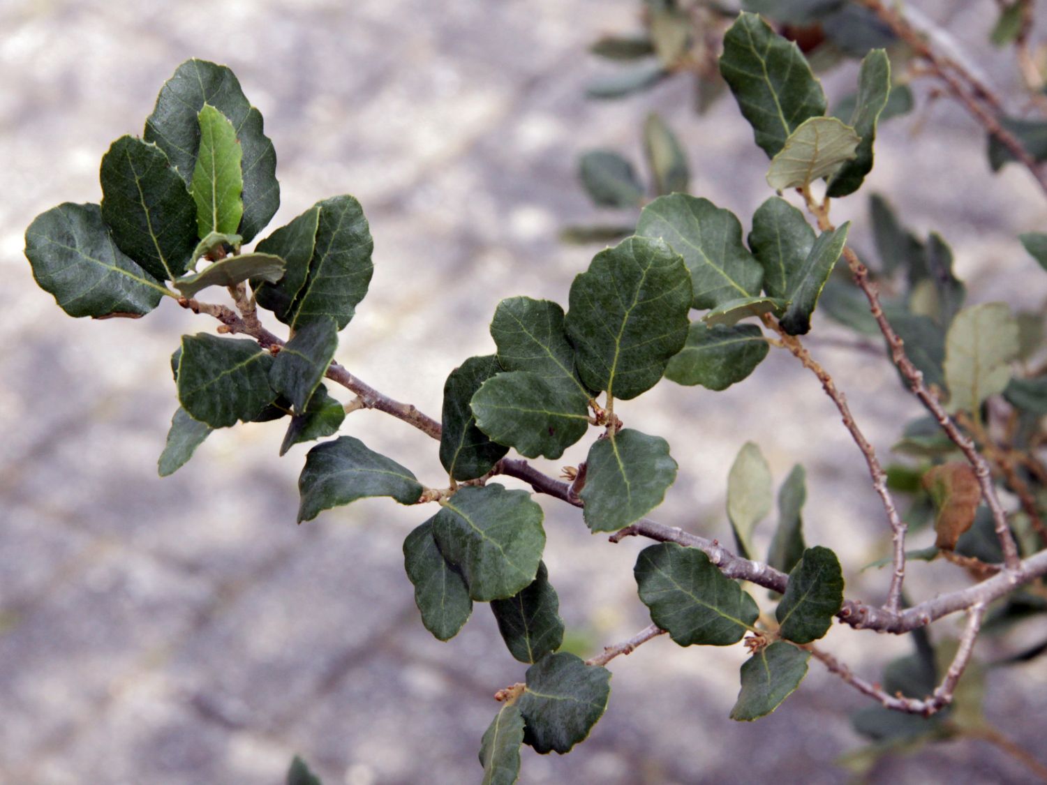 Korkeiche - Quercus suber