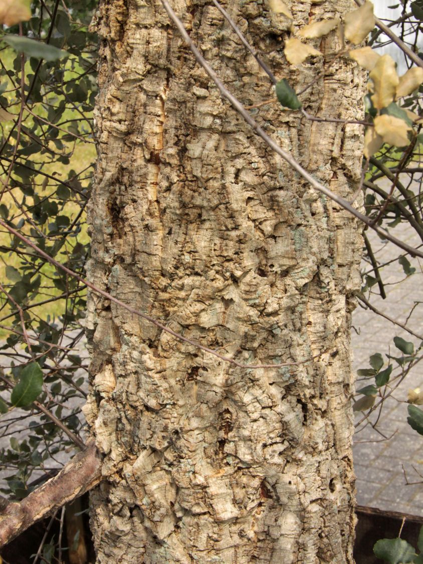 Korkeiche - Quercus suber