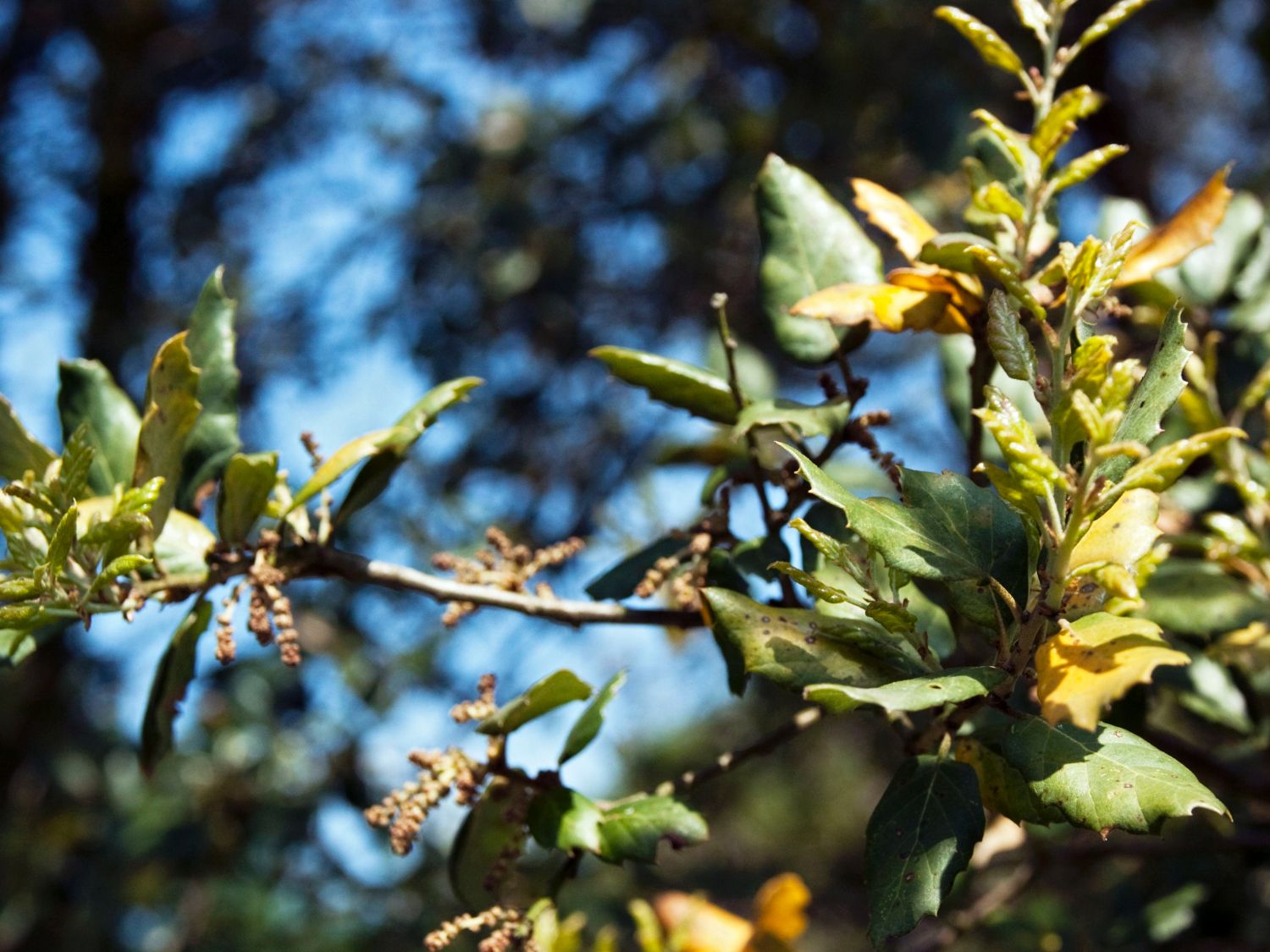 Korkeiche - Quercus suber