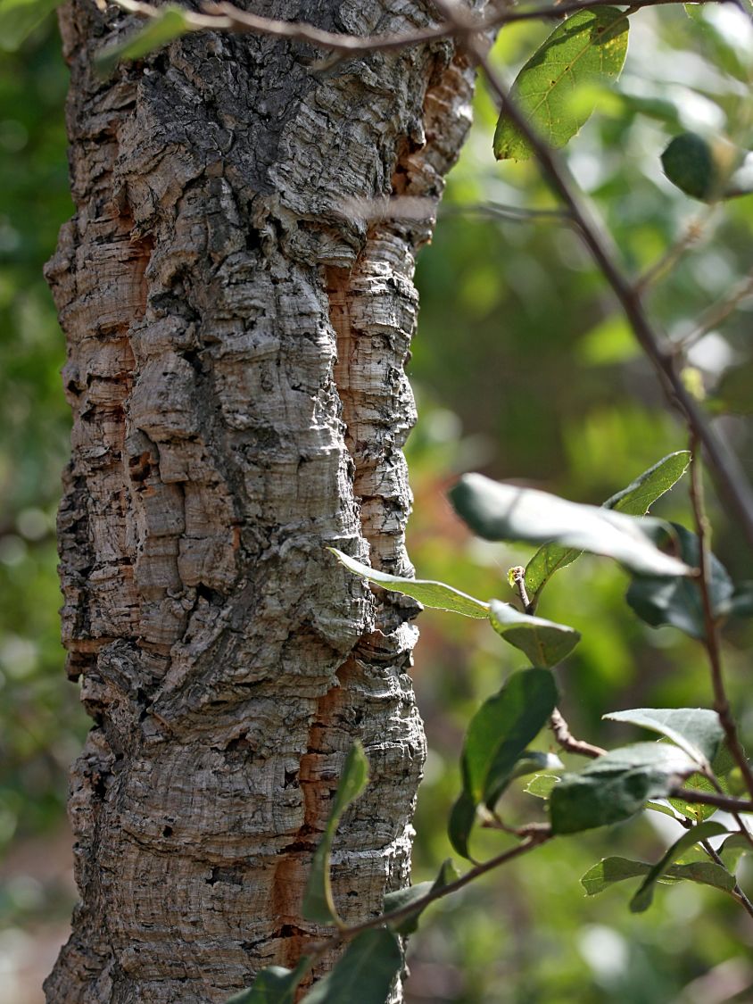 Korkeiche - Quercus suber