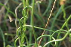 Korkenzieher Binse 'Spiralis' - Juncus effusus 'Spiralis'