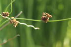 Korkenzieher Binse 'Spiralis' - Juncus effusus 'Spiralis'