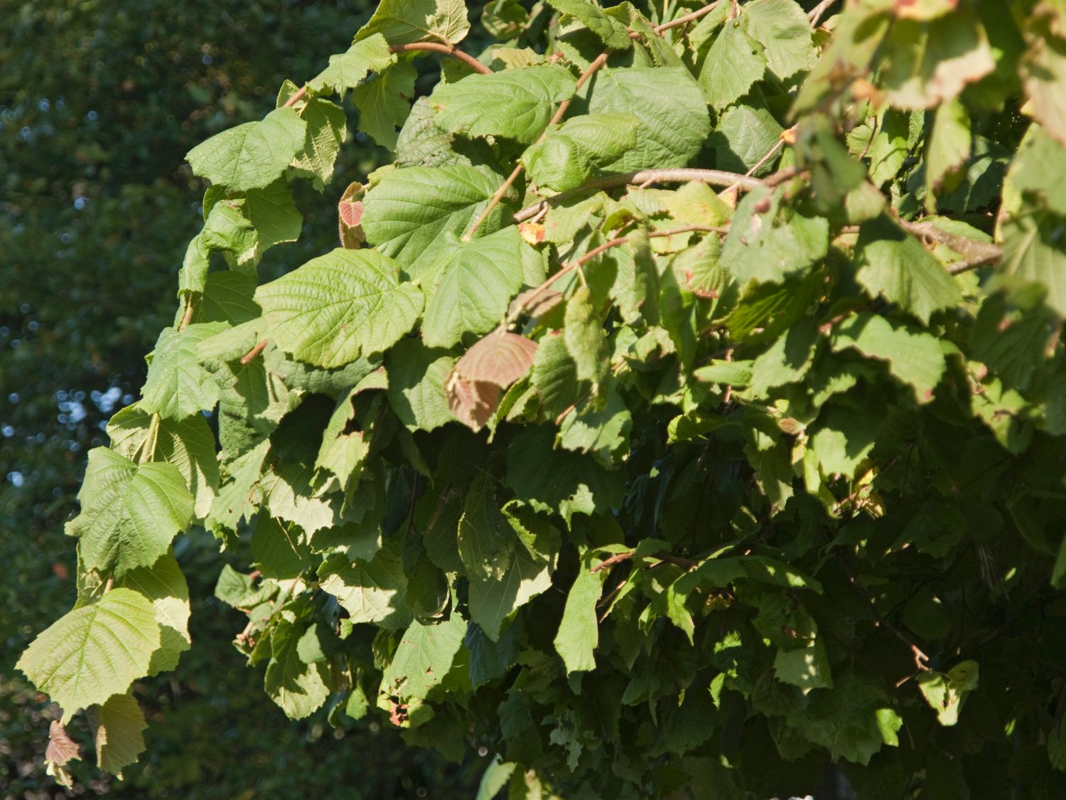 Korkenzieher Haselnuss 'Pendula'
