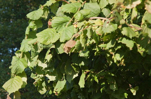 Korkenzieher Haselnuss 'Pendula' - Corylus avellana 'Pendula'