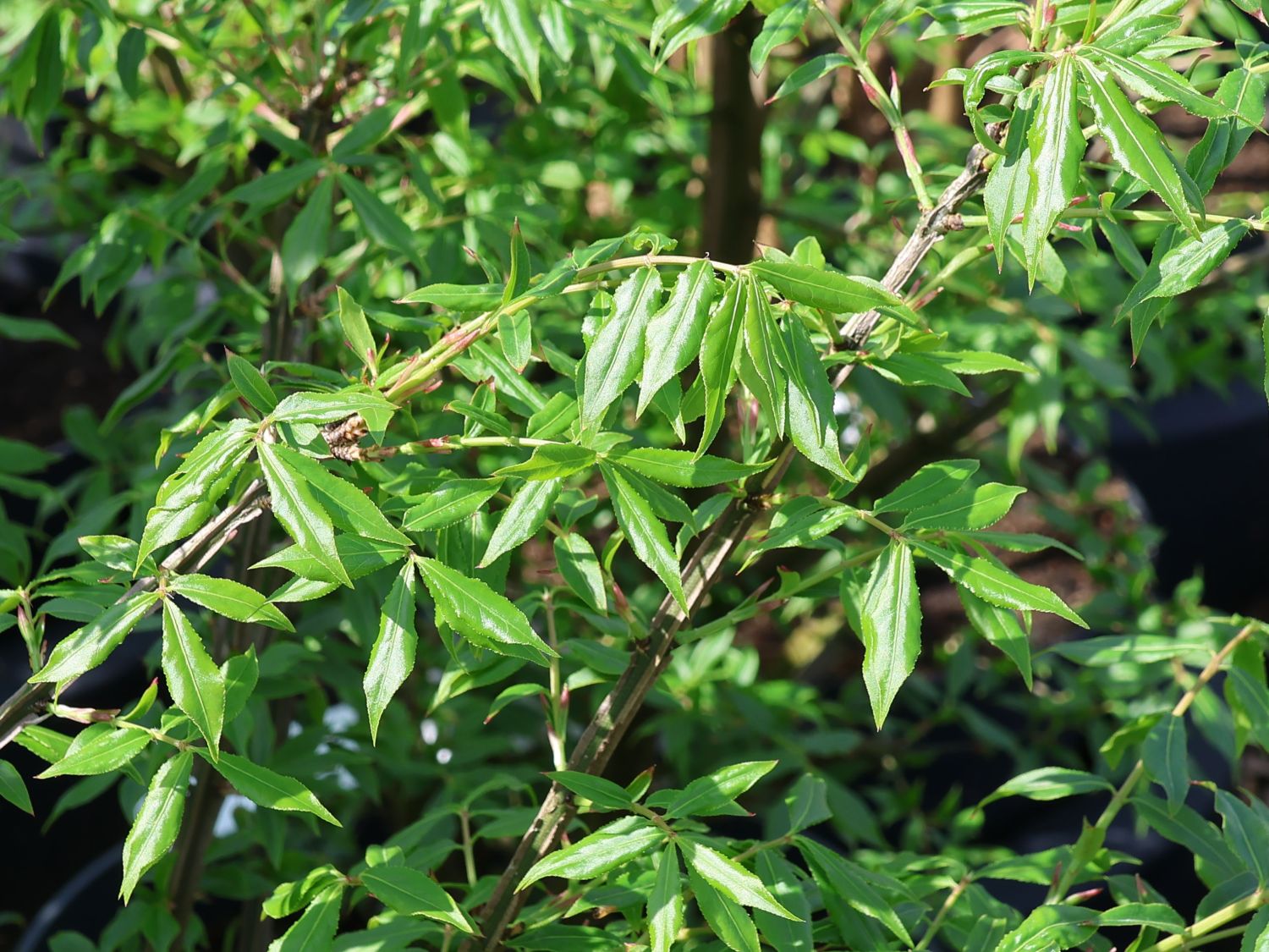 Korkflügelstrauch 'Blade Runner'