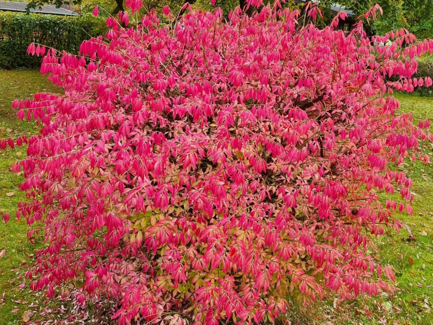 Korkflügelstrauch 'Chicago Fire'