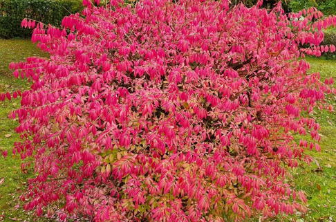 Korkflügelstrauch 'Chicago Fire' - Euonymus alatus 'Chicago Fire'