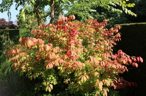 Korkflügelstrauch 'Fireball' - Euonymus alatus 'Fireball'