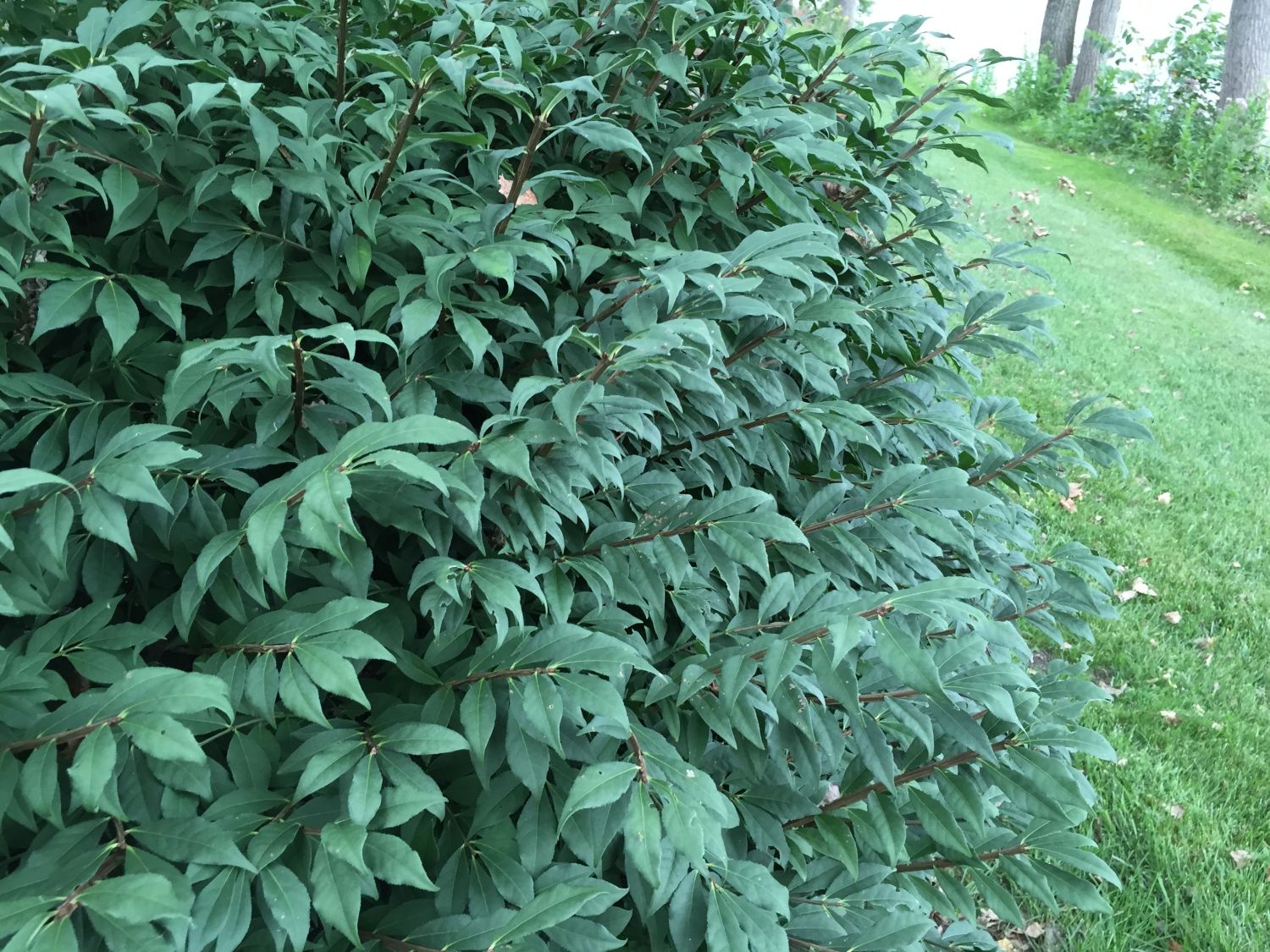 Korkflügelstrauch 'Little Moses'