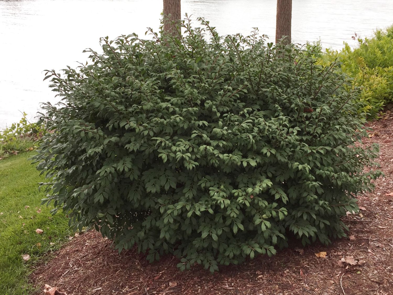 Korkflügelstrauch 'Little Moses' - Euonymus alatus 'Little Moses'