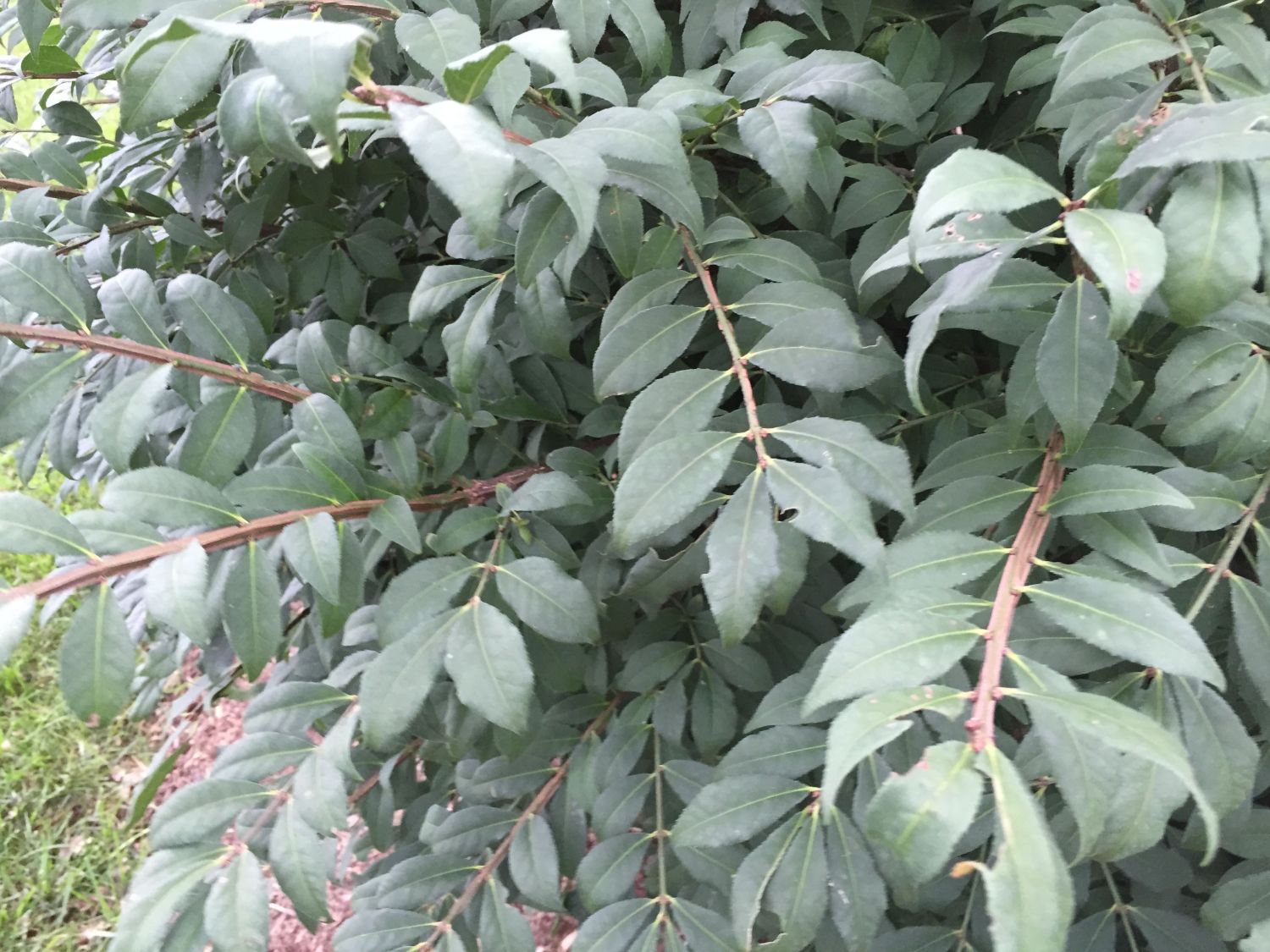 Korkflügelstrauch 'Little Moses' - Euonymus alatus 'Little Moses'