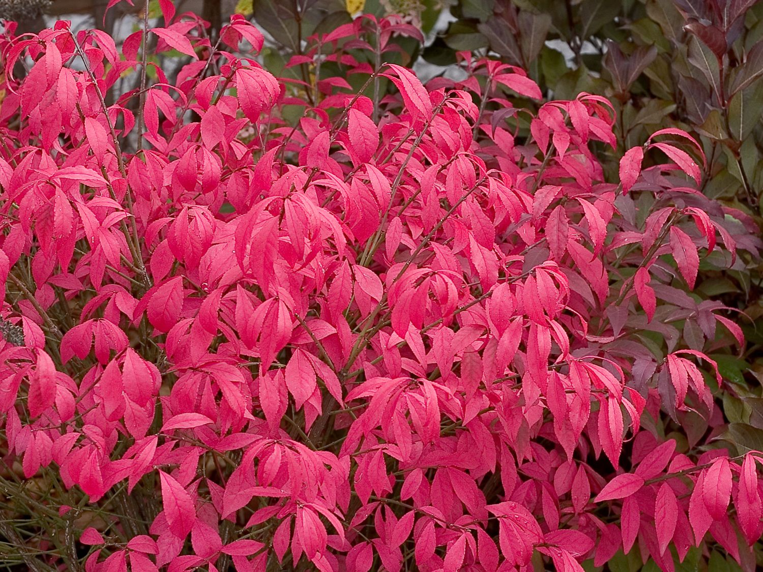 Korkflügelstrauch 'Unforgettable Fire'