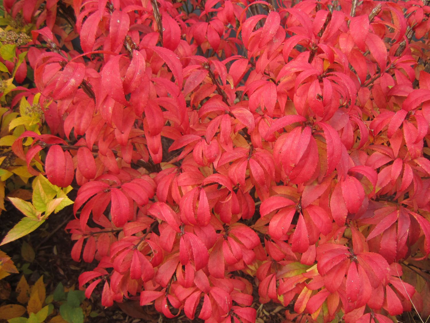 Korkflügelstrauch 'Unforgettable Fire' - Euonymus alatus 'Unforgettable Fire'