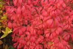 Korkflügelstrauch 'Unforgettable Fire' - Euonymus alatus 'Unforgettable Fire'