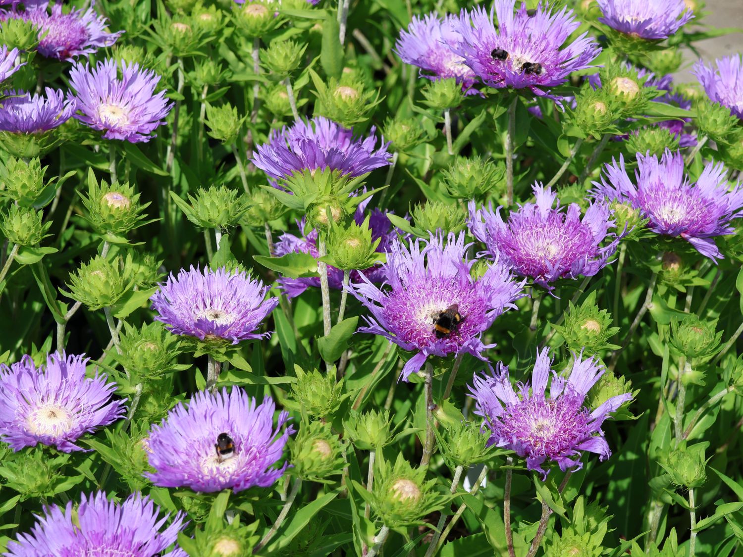 Kornblumen-Aster 'Mels Blue'