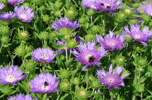 Kornblumen-Aster 'Mels Blue' - Stokesia laevis 'Mels Blue'
