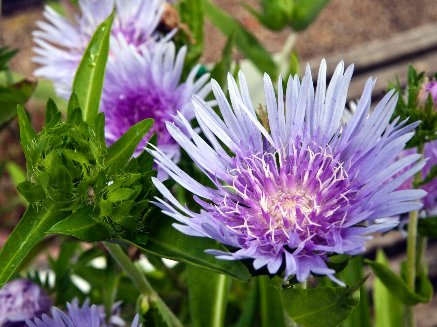 Kornblumenaster 'Blue Star'