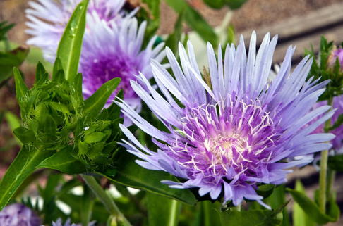 Kornblumenaster 'Blue Star' - Stokesia laevis 'Blue Star'