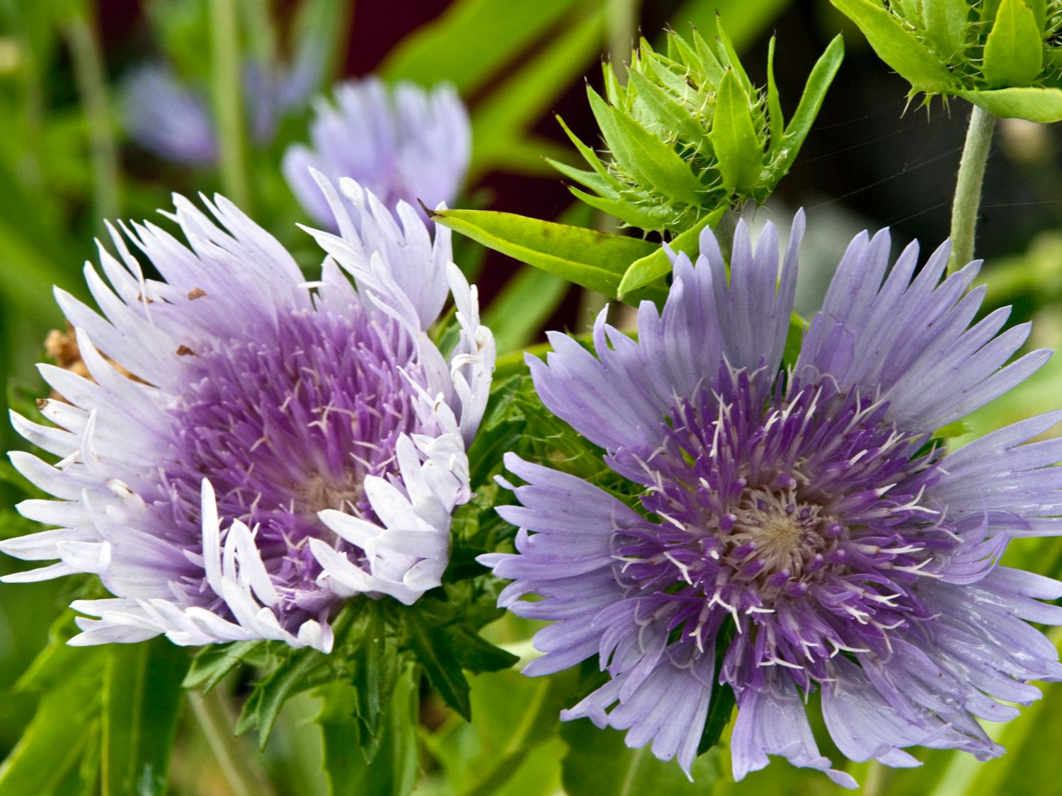 Kornblumenaster 'Blue Star' - Stokesia laevis 'Blue Star'