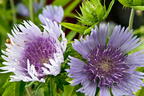 Kornblumenaster 'Blue Star' - Stokesia laevis 'Blue Star'