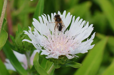 Kornblumenaster 'Divinity' - Stokesia laevis 'Divinity'