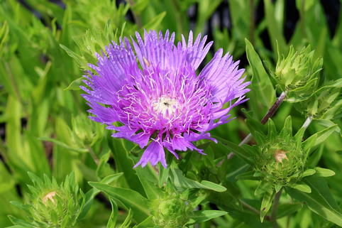 Kornblumenaster 'Klaus Jelitto' - Stokesia laevis 'Klaus Jelitto'