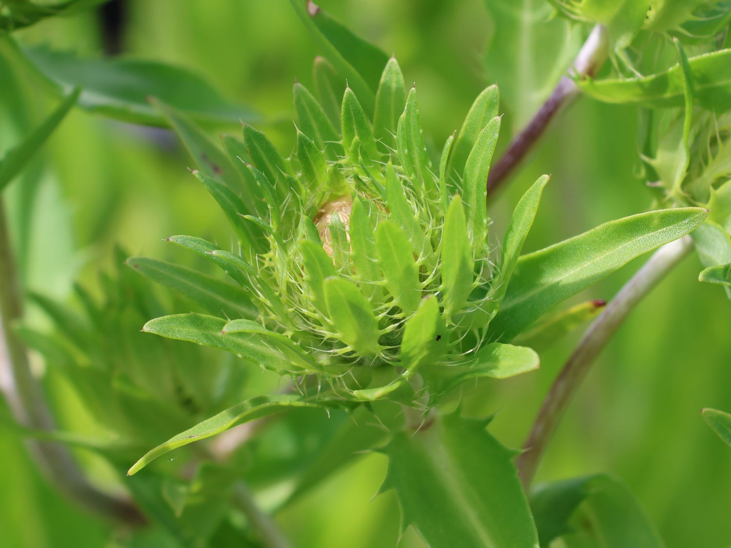 Kornblumenaster 'Klaus Jelitto' - Stokesia laevis 'Klaus Jelitto'