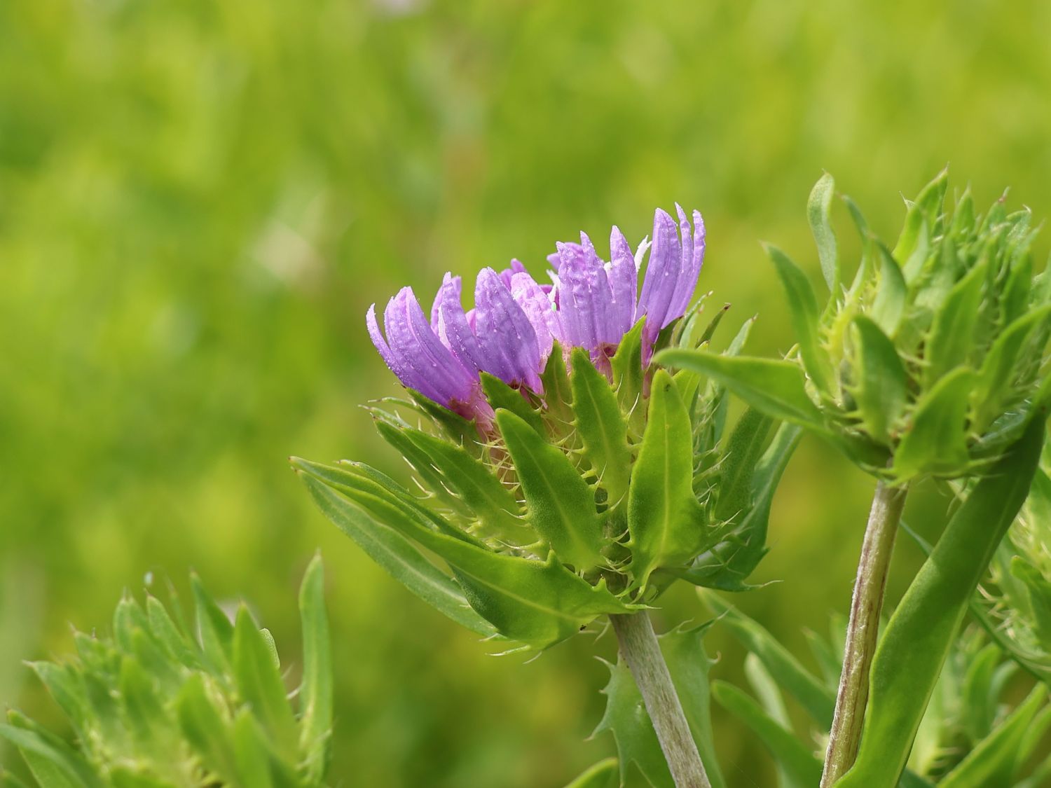 Kornblumenaster 'Klaus Jelitto' - Stokesia laevis 'Klaus Jelitto'