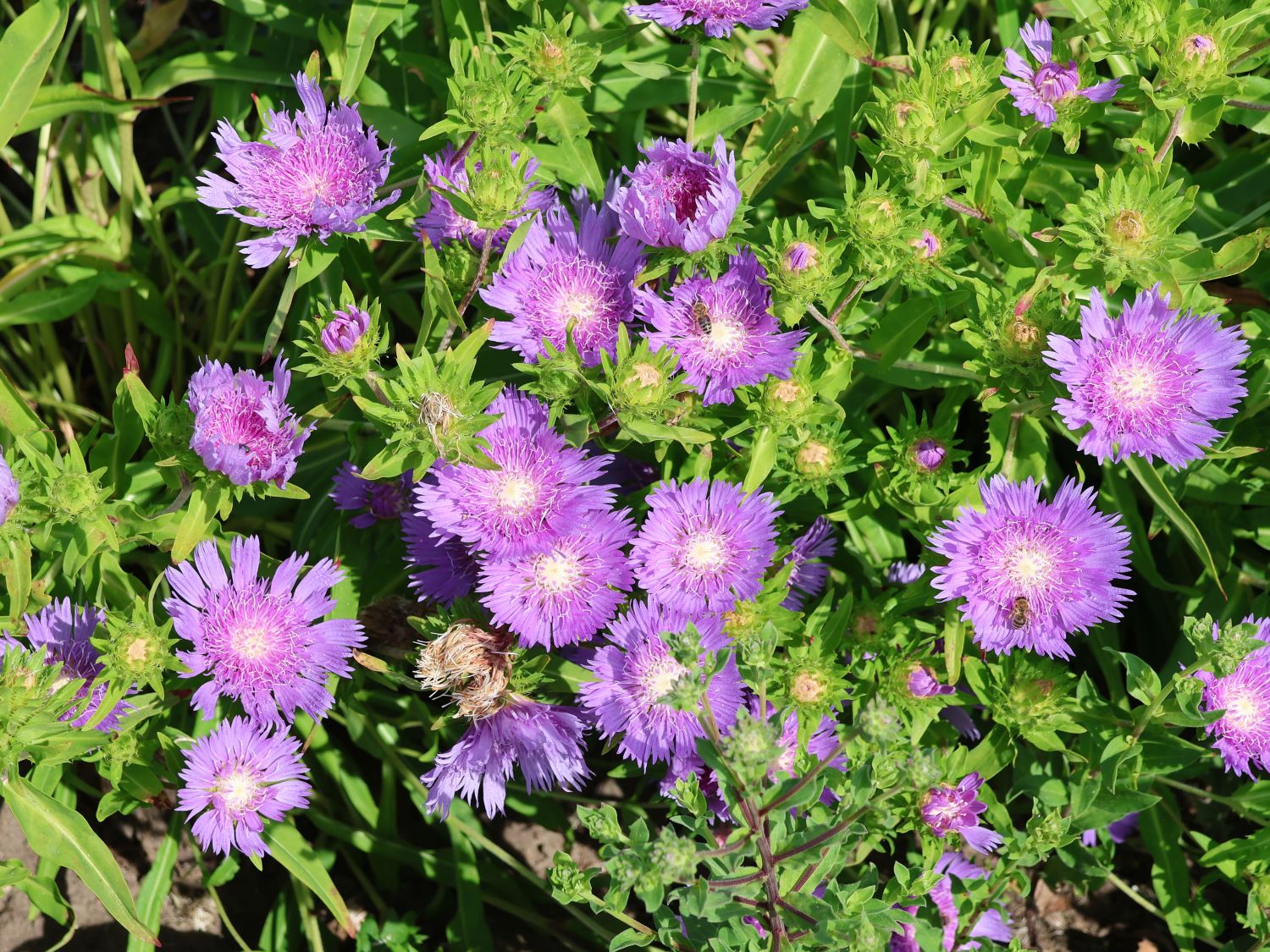 Kornblumenaster 'Klaus Jelitto' - Stokesia laevis 'Klaus Jelitto'
